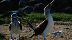 Destination Wild Les îles Galápagos