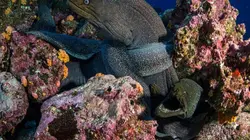 Destination Wild Les îles Galápagos