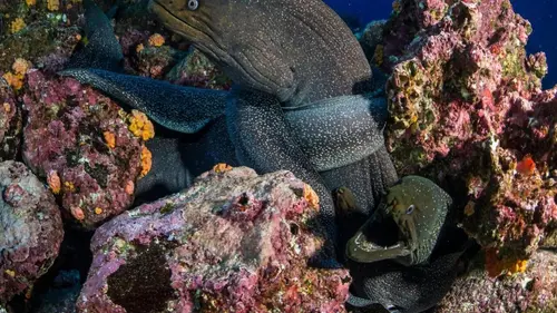 Destination Wild Les îles Galápagos