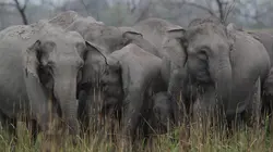 Visuel de Destination Wild