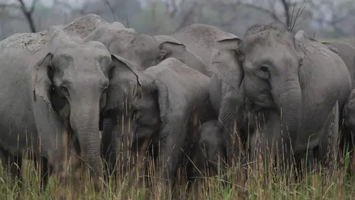 Destination Wild Le royaume de l'éléphant