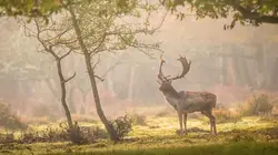 Visuel de Destination Wild