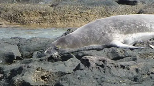 Destination Wild E02 Hawaii, secrets des profondeurs