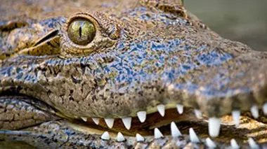 Floride, au royaume des alligators