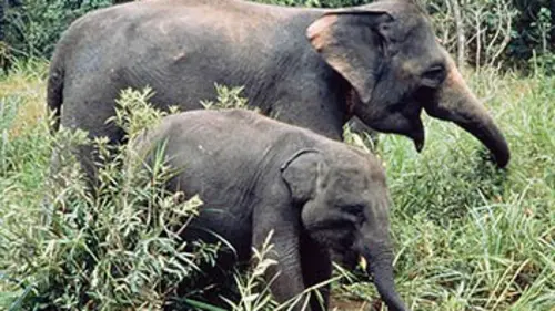 Destination Wild Indonésie, le monde perdu