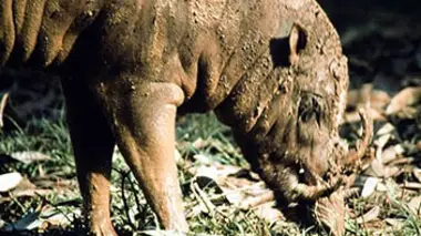 Indonésie, l'île aux monstres