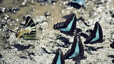 Indonésie, le pays des dragons