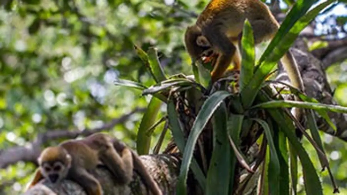 Destination Wild E02 Colombie : la Serranía de La Macarena