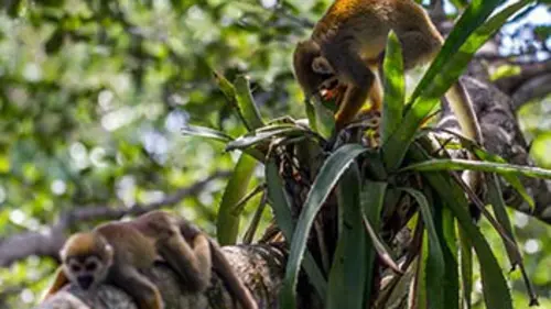 Destination Wild E02 Colombie : la Serranía de La Macarena