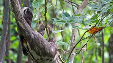 Colombie : La Serranía de Chiribiquete