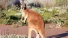 Australie : le kangourou roux du désert