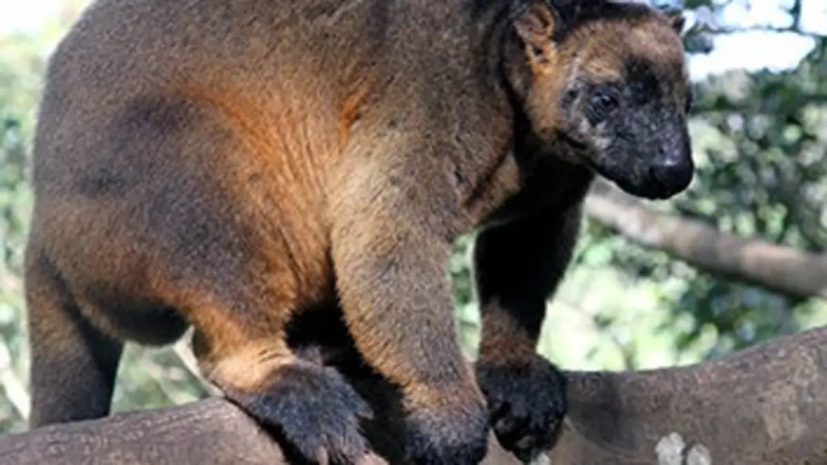 Destination Wild Australie : la jungle jurassique