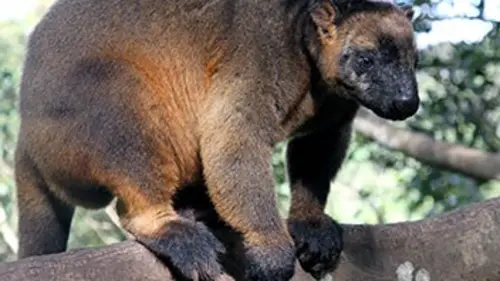 Destination Wild Australie : la jungle jurassique