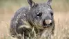 Australie : au pays des wombats