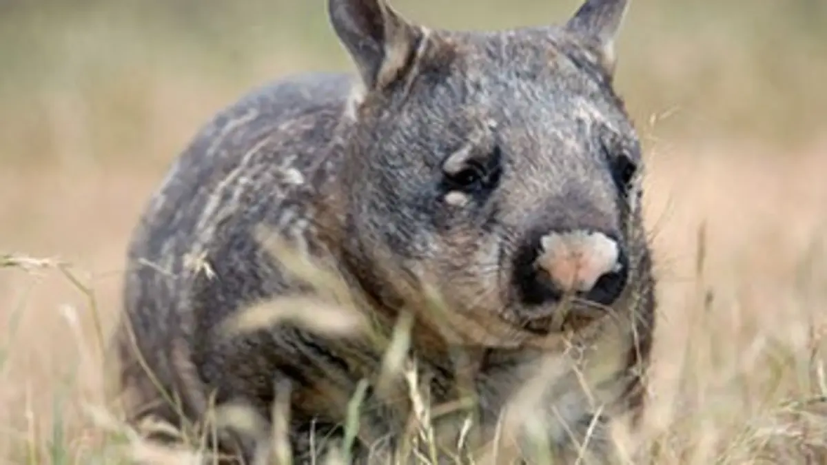 Destination Wild Australie : au pays des wombats