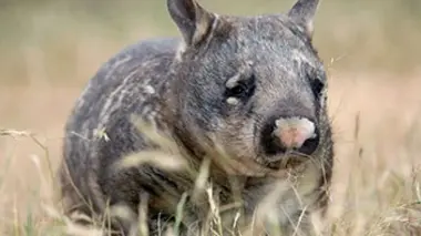 Australie : au pays des wombats
