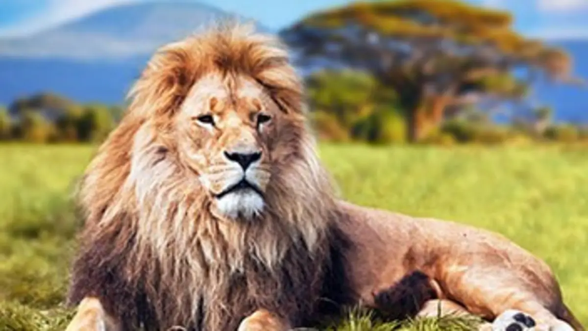 Destination Wild La savane africaine