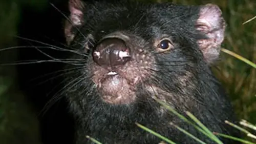 Destination Wild La Tasmanie ou l'île du diable