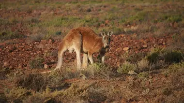 L'Australie, après la pluie