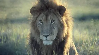 L'Ecosse à l'état sauvage : l'été