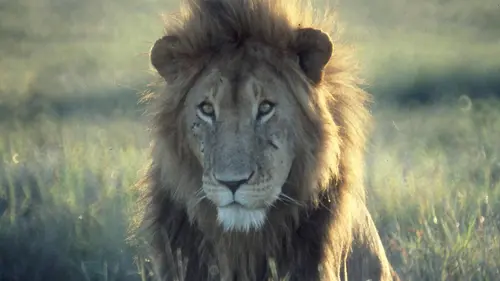 Highlands, le coeur sauvage de l'Ecosse E02 L'Ecosse à l'état sauvage : l'été