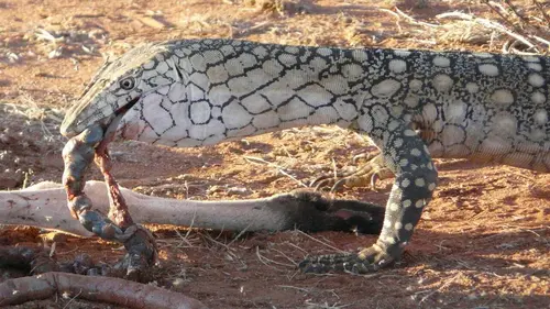 24 heures dans la nature S03E00 Désert sans pitié
