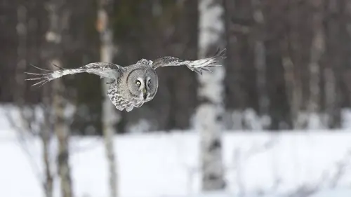 24 heures dans la nature S02E00 Au cœur des montagnes rocheuses