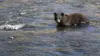 Alaska: le paradis des grizzlis