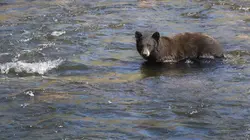 Destination Wild
