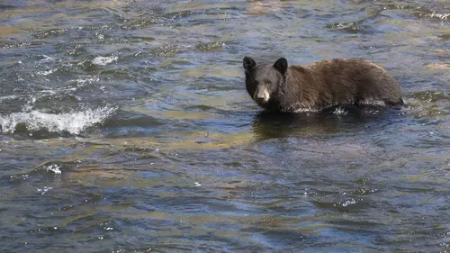 24 heures dans la nature S02E00 Alaska: le paradis des grizzlis