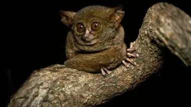 Indes orientales: chasseurs de la forêt