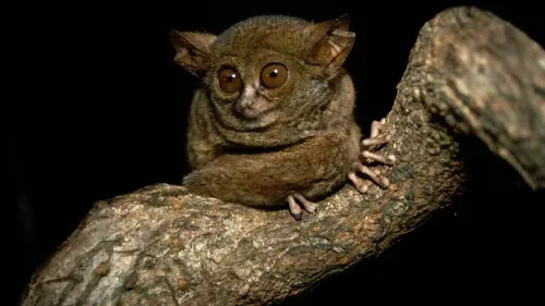 24 heures dans la nature S24E06 Indes orientales: chasseurs de la forêt