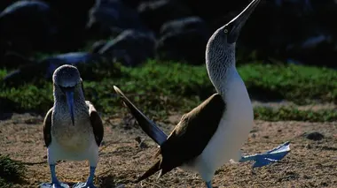 A la conquête du récif