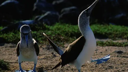 Destination Wild S02E00 A la conquête du récif