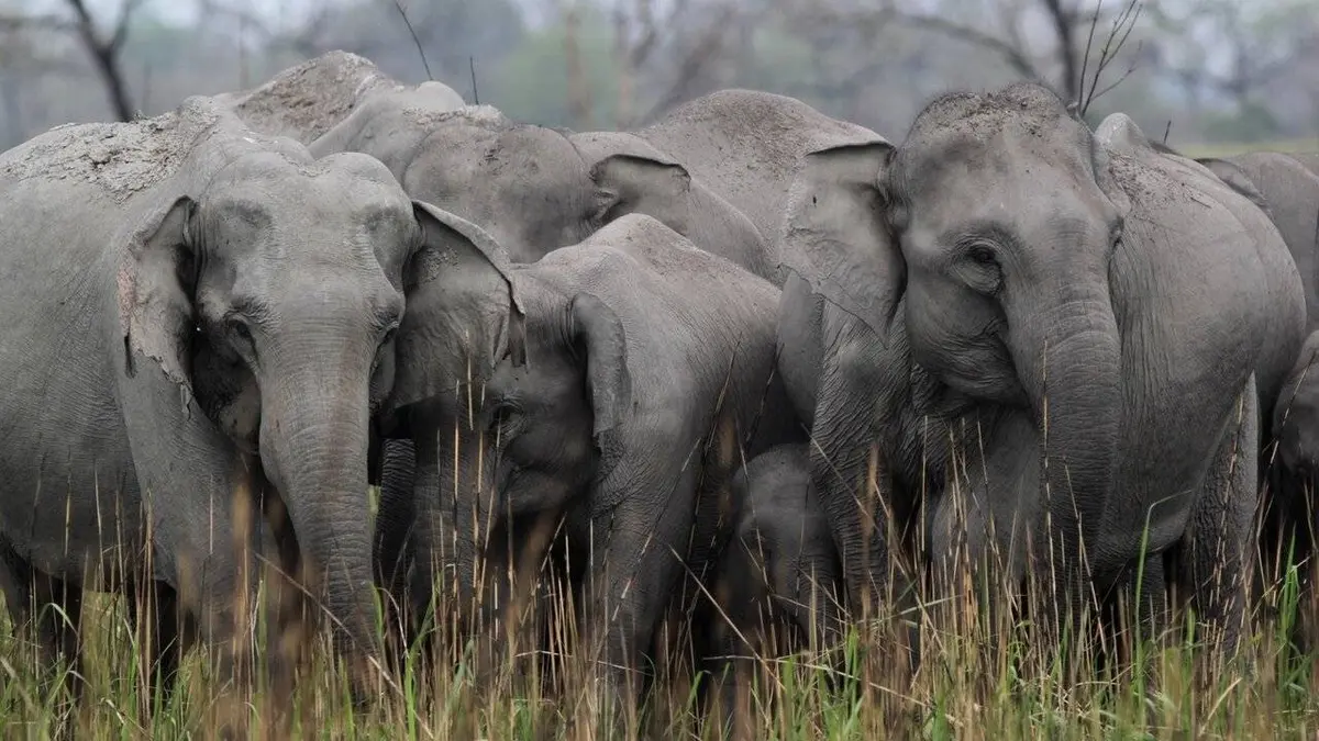 Destination Wild E02 Le royaume de l'éléphant
