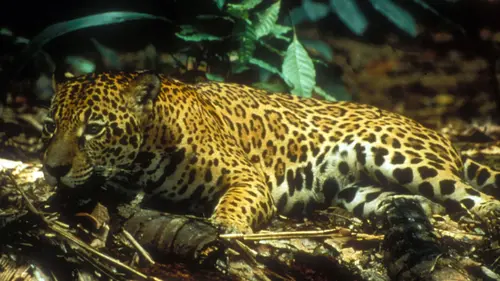 Destination Wild : Amazonie