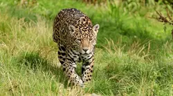 Destination Wild : Amazonie