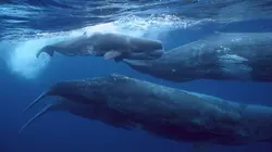 Visuel de Destination Wild : Amérique centrale