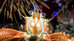 Destination Wild : Argentine