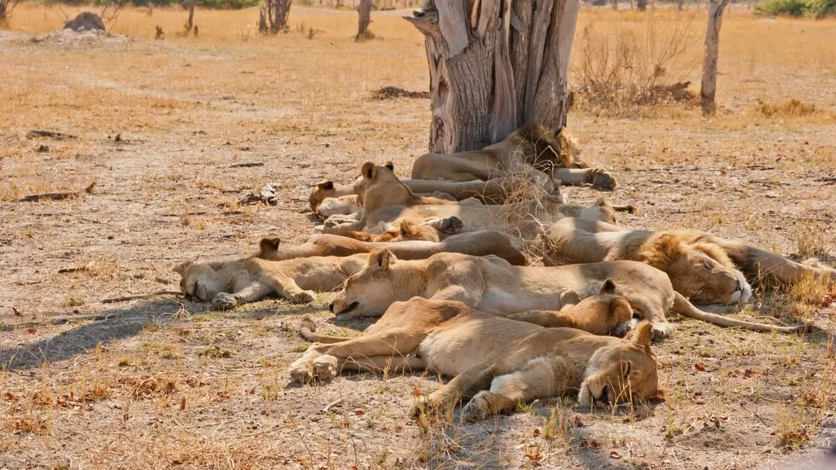 Destination Wild : Botswana