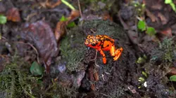 Destination Wild : Colombie Du Pacifique aux Andes