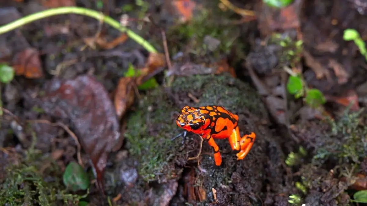 Destination Wild : Colombie