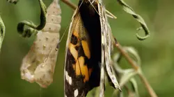 Visuel de Destination Wild : Déserts d'Amérique