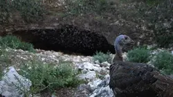 Visuel de Destination Wild : Déserts d'Amérique
