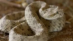 Visuel de Destination Wild : Déserts d'Amérique