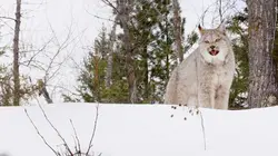 Destination Wild : Grandeurs d'Amérique