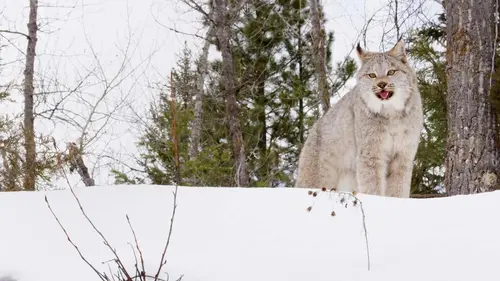 Destination Wild : Grandeurs d'Amérique