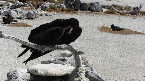 Destination Wild : Hawaï à l'état sauvage Iles de feu
