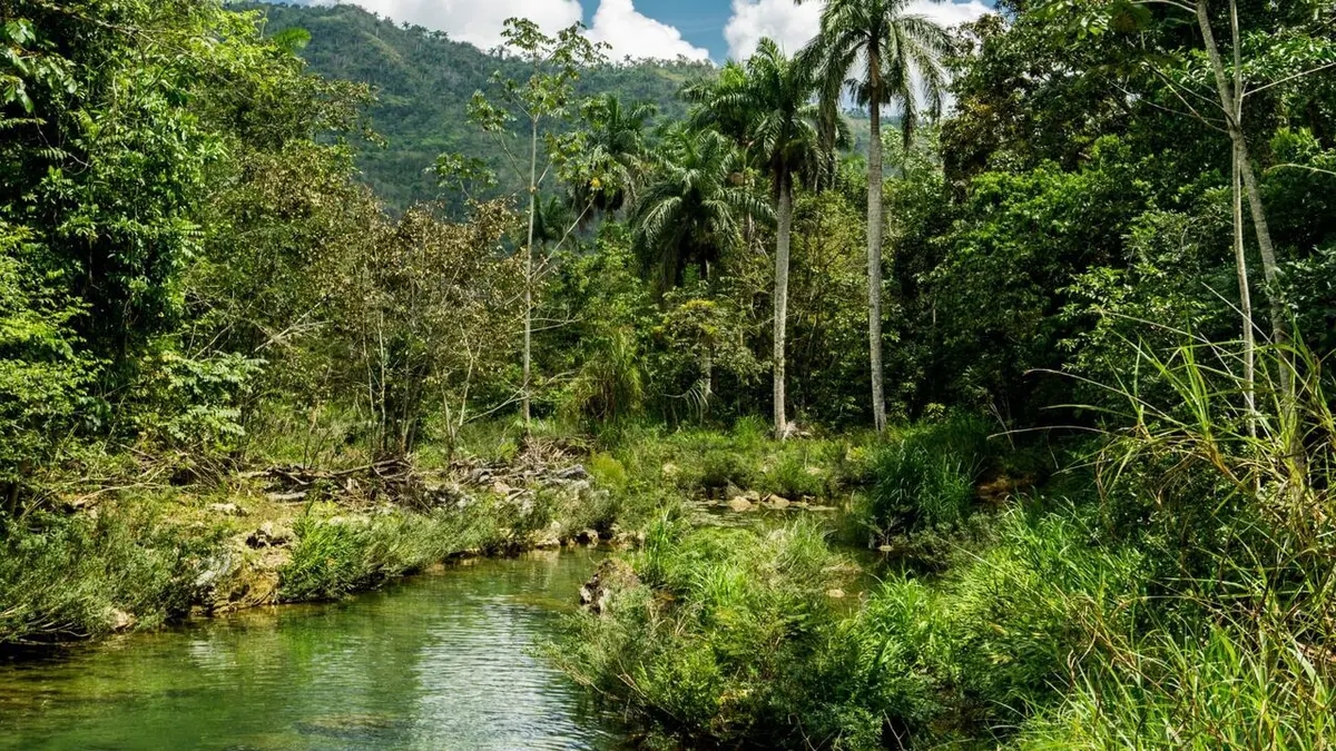 Destination Wild : L'Inde à l'état sauvage Inde, les rois de la jungle