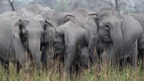 Destination Wild : L'Inde à l'état sauvage La terre du tigre